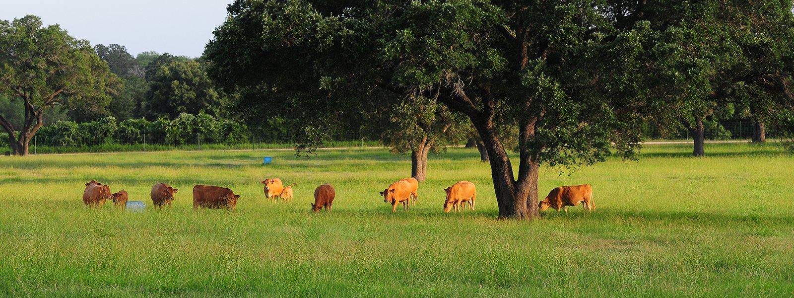 Grass-fed Programs - Holy Grail Steak Co.